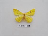 藏品(尺蛾278)的圖片